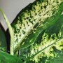 Dieffenbachia 'Compacta' blad
